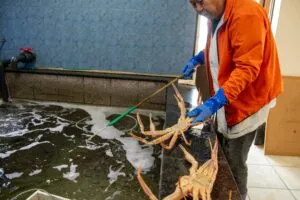 生け簀でカニを選ぶ店主