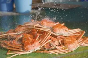 新鮮な越前がに