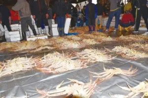 市場に並ぶ越前がに