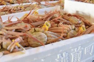 越前かにまつり