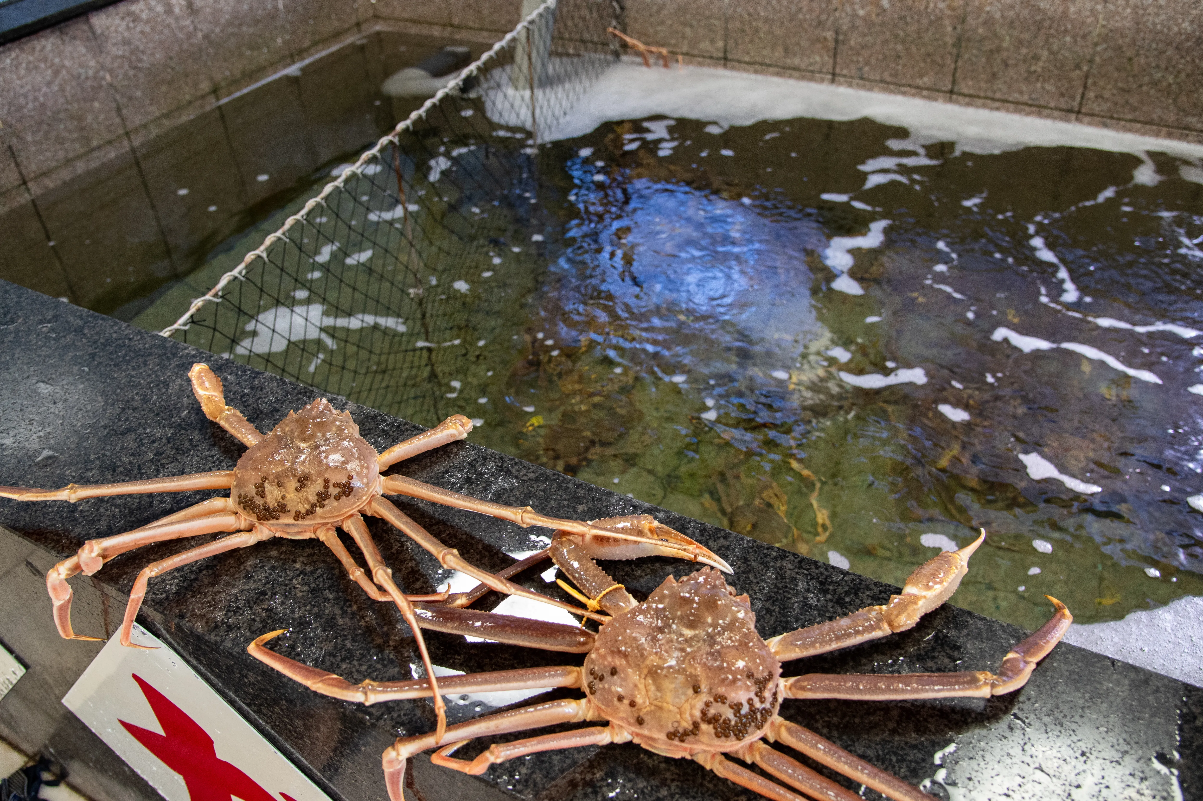 生け簀の越前がに