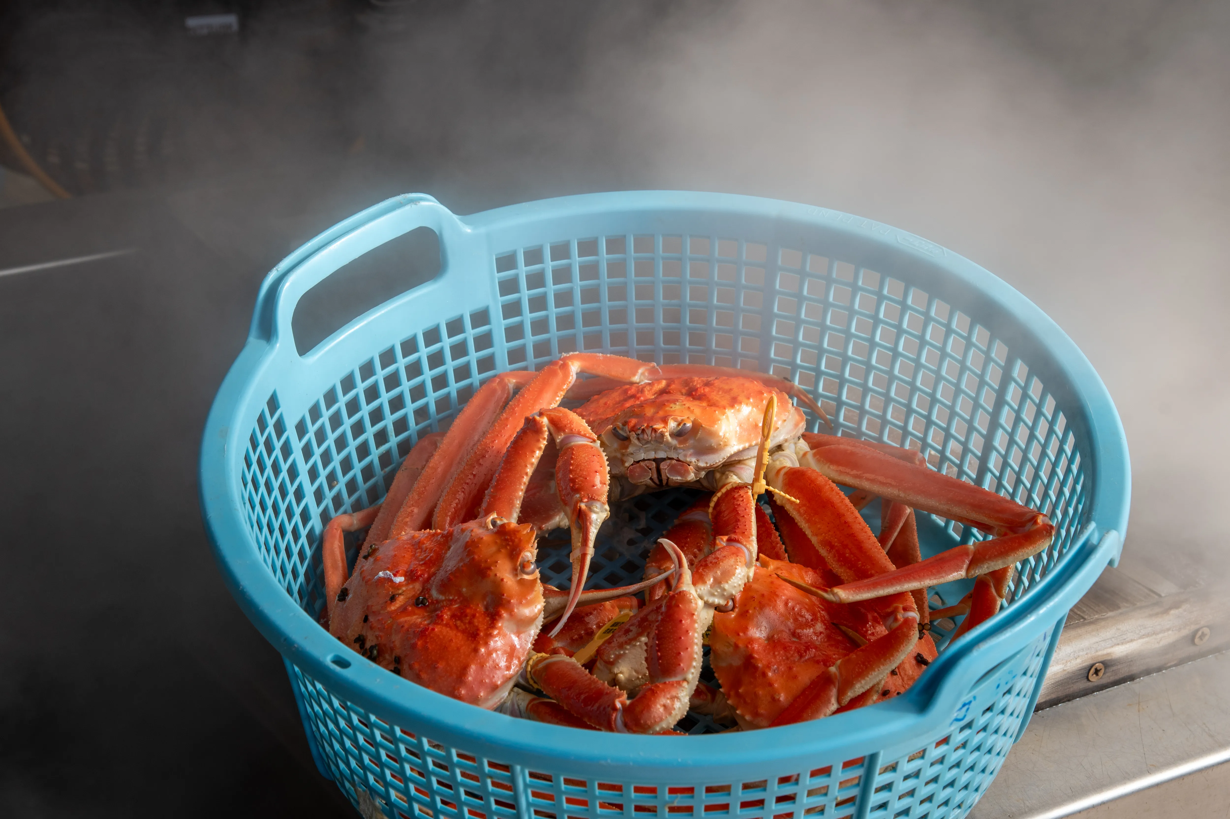 蒸し上げられた越前がに